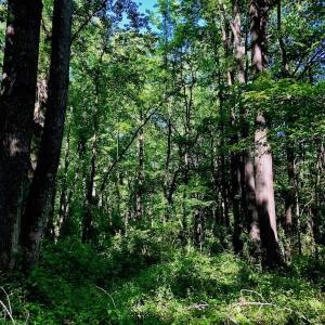 Photo of SOLD!! 31.36 Acres of Farm and Investment Land For Sale in Nash County NC!