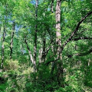 Photo of SOLD!! 31.36 Acres of Farm and Investment Land For Sale in Nash County NC!
