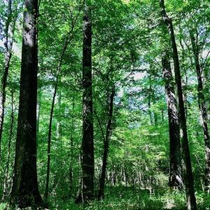 Photo of SOLD!! 31.36 Acres of Farm and Investment Land For Sale in Nash County NC!
