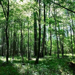 Photo of SOLD!! 31.36 Acres of Farm and Investment Land For Sale in Nash County NC!