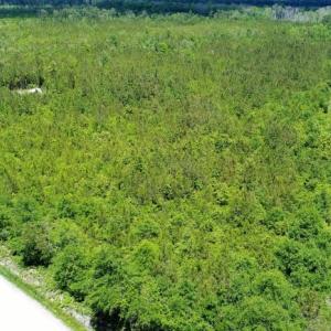 Photo of UNDER CONTRACT!  50 Acres of Hunting Land For Sale In Pamlico County NC!