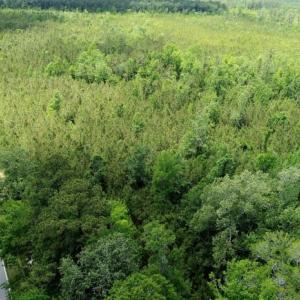 Photo of UNDER CONTRACT!  50 Acres of Hunting Land For Sale In Pamlico County NC!