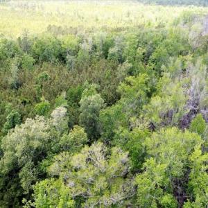 Photo of UNDER CONTRACT!  50 Acres of Hunting Land For Sale In Pamlico County NC!