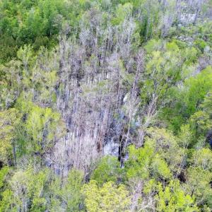 Photo of UNDER CONTRACT!  50 Acres of Hunting Land For Sale In Pamlico County NC!