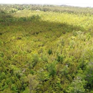 Photo of UNDER CONTRACT!  50 Acres of Hunting Land For Sale In Pamlico County NC!