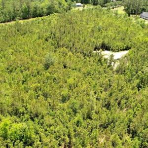 Photo of UNDER CONTRACT!  50 Acres of Hunting Land For Sale In Pamlico County NC!
