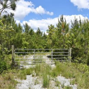 Photo of UNDER CONTRACT!  50 Acres of Hunting Land For Sale In Pamlico County NC!