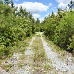 Photo of UNDER CONTRACT!  50 Acres of Hunting Land For Sale In Pamlico County NC!