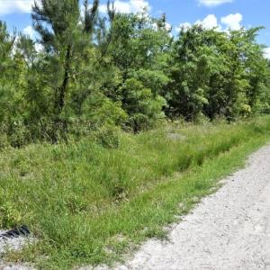Photo of UNDER CONTRACT!  50 Acres of Hunting Land For Sale In Pamlico County NC!