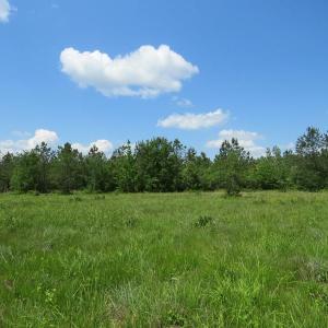 Photo of UNDER CONTRACT!  81 Acres of Hunting and Timber Land For Sale in Brunswick County NC!