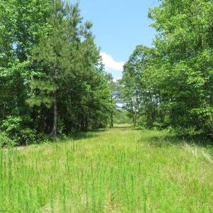Photo of UNDER CONTRACT!  81 Acres of Hunting and Timber Land For Sale in Brunswick County NC!