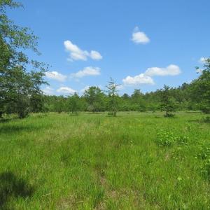 Photo of UNDER CONTRACT!  81 Acres of Hunting and Timber Land For Sale in Brunswick County NC!