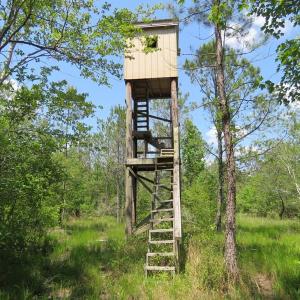 Photo of UNDER CONTRACT!  81 Acres of Hunting and Timber Land For Sale in Brunswick County NC!