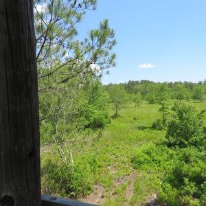Photo of UNDER CONTRACT!  81 Acres of Hunting and Timber Land For Sale in Brunswick County NC!
