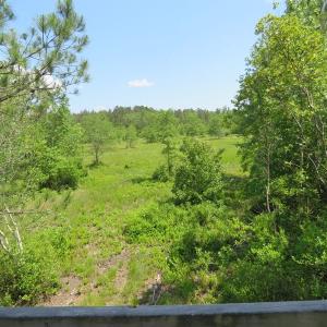 Photo of UNDER CONTRACT!  81 Acres of Hunting and Timber Land For Sale in Brunswick County NC!