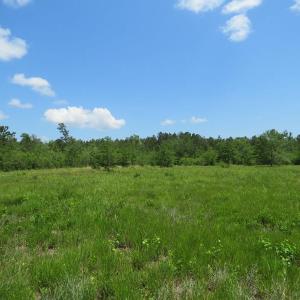 Photo of UNDER CONTRACT!  81 Acres of Hunting and Timber Land For Sale in Brunswick County NC!