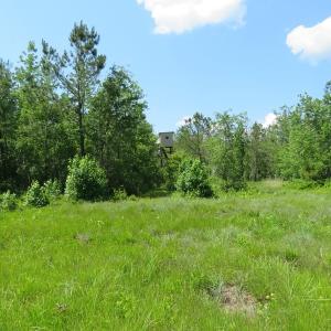 Photo of UNDER CONTRACT!  81 Acres of Hunting and Timber Land For Sale in Brunswick County NC!
