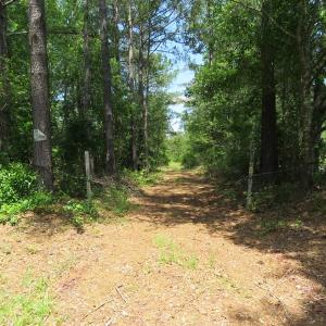 Photo of UNDER CONTRACT!  81 Acres of Hunting and Timber Land For Sale in Brunswick County NC!