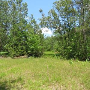 Photo of UNDER CONTRACT!  81 Acres of Hunting and Timber Land For Sale in Brunswick County NC!