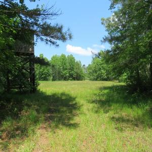 Photo of UNDER CONTRACT!  81 Acres of Hunting and Timber Land For Sale in Brunswick County NC!