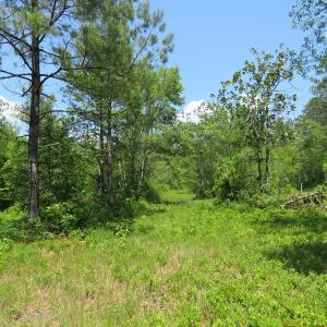 Photo of UNDER CONTRACT!  81 Acres of Hunting and Timber Land For Sale in Brunswick County NC!