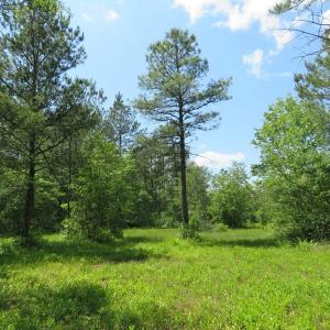 Photo of UNDER CONTRACT!  81 Acres of Hunting and Timber Land For Sale in Brunswick County NC!