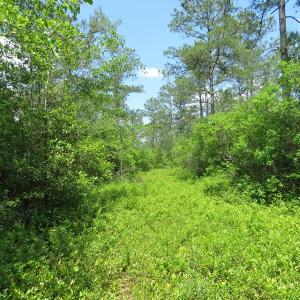 Photo of UNDER CONTRACT!  81 Acres of Hunting and Timber Land For Sale in Brunswick County NC!