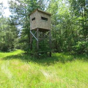 Photo of UNDER CONTRACT!  81 Acres of Hunting and Timber Land For Sale in Brunswick County NC!