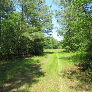 Photo of UNDER CONTRACT!  81 Acres of Hunting and Timber Land For Sale in Brunswick County NC!