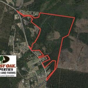 Photo of UNDER CONTRACT!  81 Acres of Hunting and Timber Land For Sale in Brunswick County NC!
