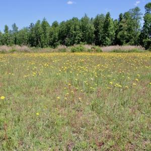 Photo of UNDER CONTRACT! 23.12 Acres of Land and Home For Sale in Pitt County NC!