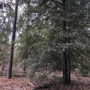 Photo of UNDER CONTRACT!  31 Acres of Hunting Land For Sale in Cumberland County NC!