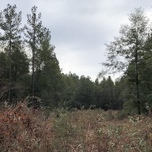 Photo of UNDER CONTRACT!  31 Acres of Hunting Land For Sale in Cumberland County NC!