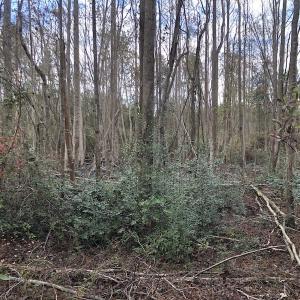 Photo of UNDER CONTRACT!  31 Acres of Hunting Land For Sale in Cumberland County NC!