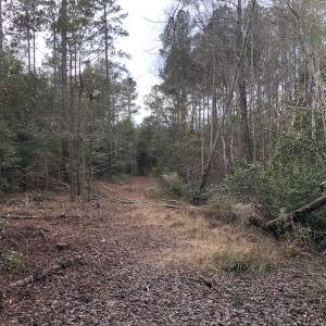 Photo of UNDER CONTRACT!  31 Acres of Hunting Land For Sale in Cumberland County NC!