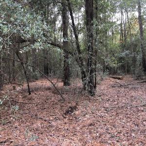 Photo of UNDER CONTRACT!  31 Acres of Hunting Land For Sale in Cumberland County NC!