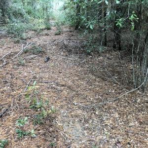 Photo of UNDER CONTRACT!  31 Acres of Hunting Land For Sale in Cumberland County NC!