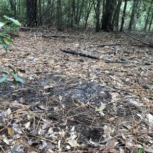 Photo of UNDER CONTRACT!  31 Acres of Hunting Land For Sale in Cumberland County NC!