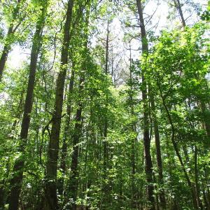 Photo of UNDER CONTRACT!  13.3 Acres of Farm Timber and Hunting Land For Sale in Sussex County VA!
