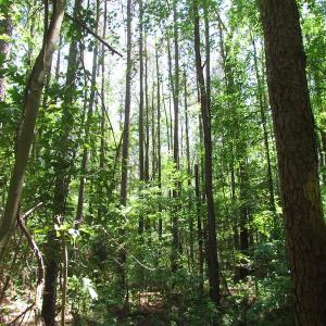 Photo of UNDER CONTRACT!  13.3 Acres of Farm Timber and Hunting Land For Sale in Sussex County VA!