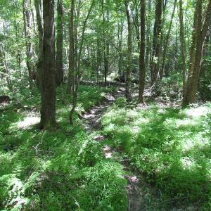 Photo of UNDER CONTRACT!  13.3 Acres of Farm Timber and Hunting Land For Sale in Sussex County VA!