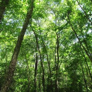Photo of UNDER CONTRACT!  13.3 Acres of Farm Timber and Hunting Land For Sale in Sussex County VA!