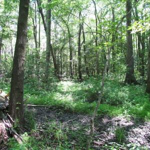 Photo of UNDER CONTRACT!  13.3 Acres of Farm Timber and Hunting Land For Sale in Sussex County VA!