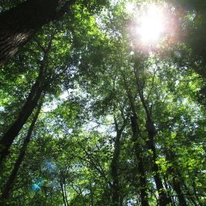 Photo of UNDER CONTRACT!  13.3 Acres of Farm Timber and Hunting Land For Sale in Sussex County VA!