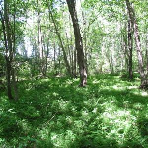 Photo of UNDER CONTRACT!  13.3 Acres of Farm Timber and Hunting Land For Sale in Sussex County VA!