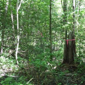 Photo of UNDER CONTRACT!  13.3 Acres of Farm Timber and Hunting Land For Sale in Sussex County VA!