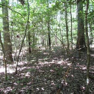 Photo of UNDER CONTRACT!  13.3 Acres of Farm Timber and Hunting Land For Sale in Sussex County VA!