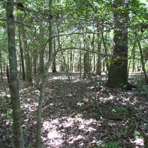 Photo of UNDER CONTRACT!  13.3 Acres of Farm Timber and Hunting Land For Sale in Sussex County VA!
