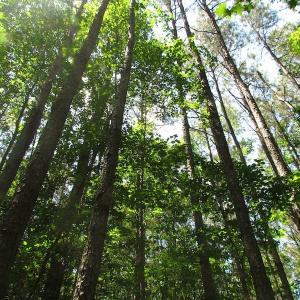 Photo of UNDER CONTRACT!  13.3 Acres of Farm Timber and Hunting Land For Sale in Sussex County VA!
