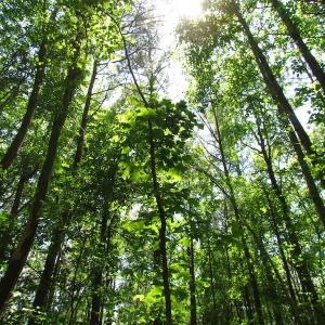 Photo of UNDER CONTRACT!  13.3 Acres of Farm Timber and Hunting Land For Sale in Sussex County VA!